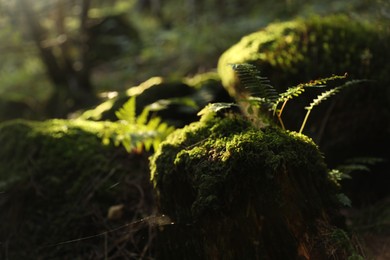 Photo of Beautiful view of moss and plant on ground under sunny light, closeup