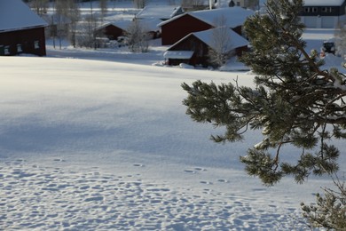 Fir tree branches covered with snow against village on winter day, space for text