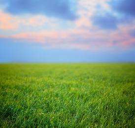 Photo of Young green grass with dew drops in field on spring morning