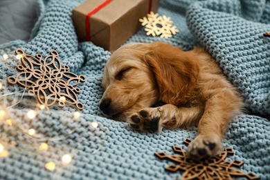 Photo of Adorable English Cocker Spaniel puppy sleeping near Christmas decorations on blue knitted blanket. Winter season