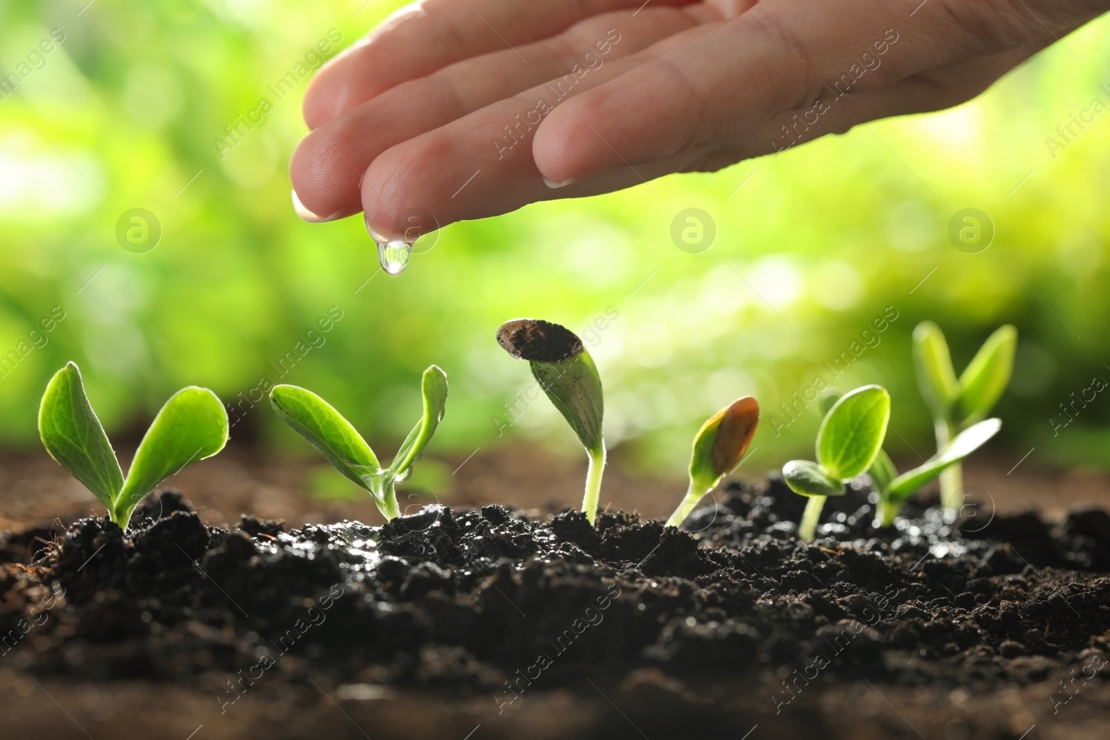 Photo of Woman watering young vegetable seedlings outdoors, closeup