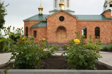 Photo of Beautiful rose bushes growing in flowerbed near church