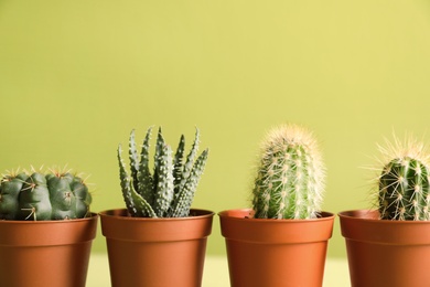 Photo of Beautiful succulent plants in pots against yellow green background, space for text. Home decor