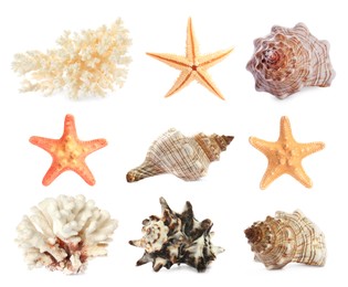 Set with sea stars, shells and corals isolated on white