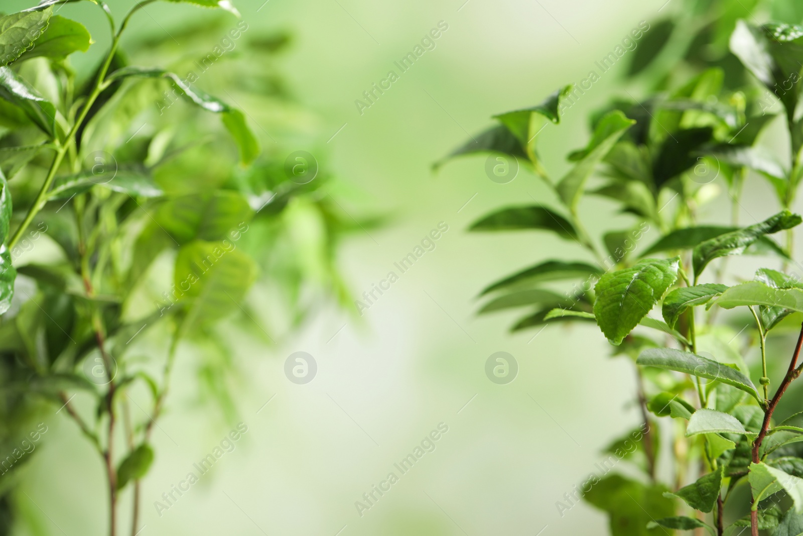 Photo of Green leaves of tea plant on blurred background. Space for text