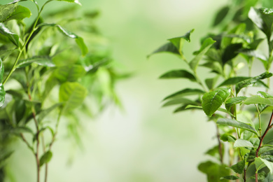 Photo of Green leaves of tea plant on blurred background. Space for text