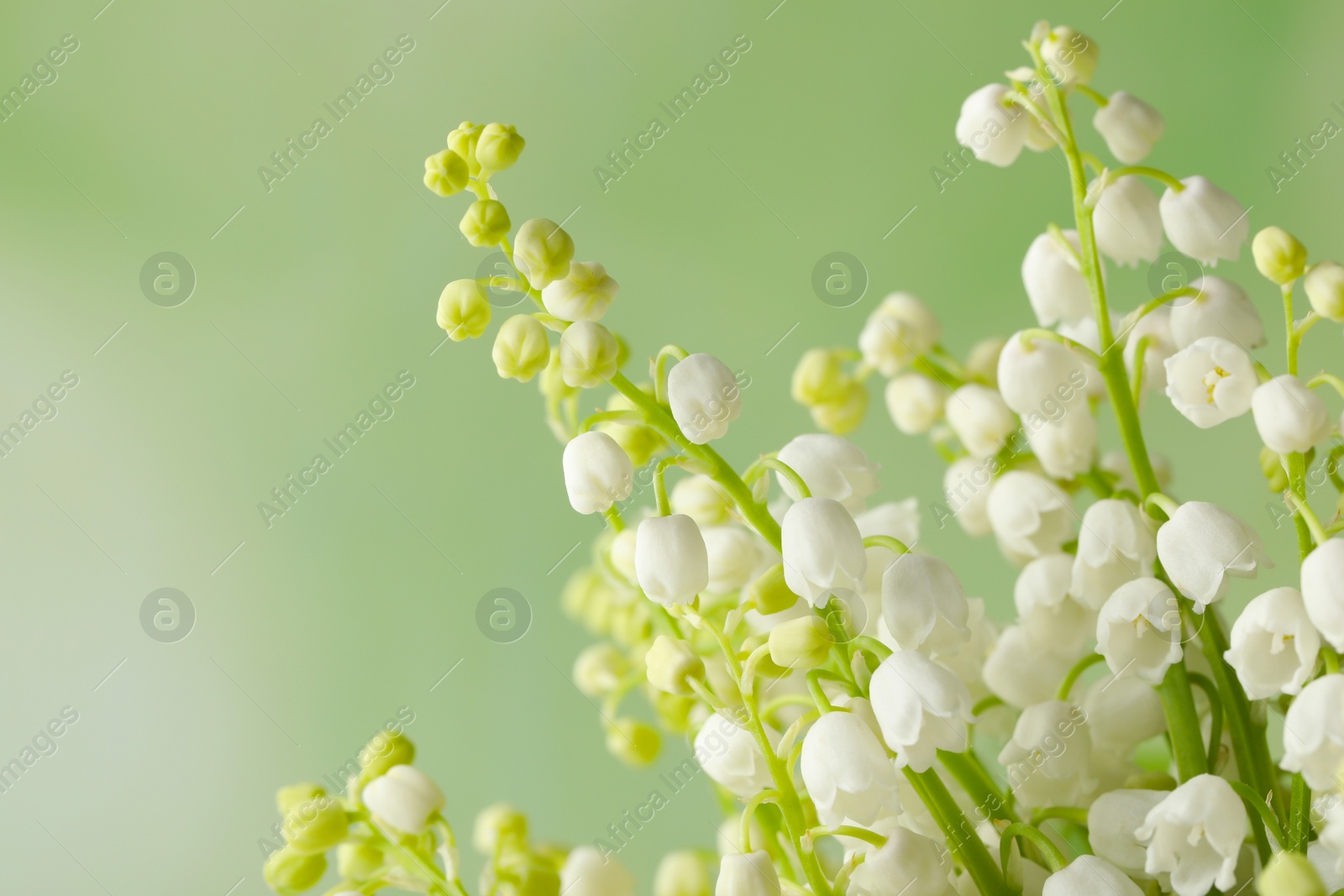 Photo of Beautiful lily of the valley flowers on green background, closeup