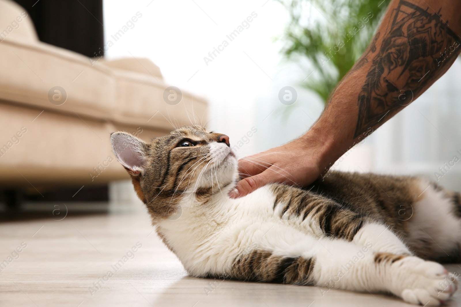 Photo of Man stroking tabby cat on floor at home, closeup. Friendly pet