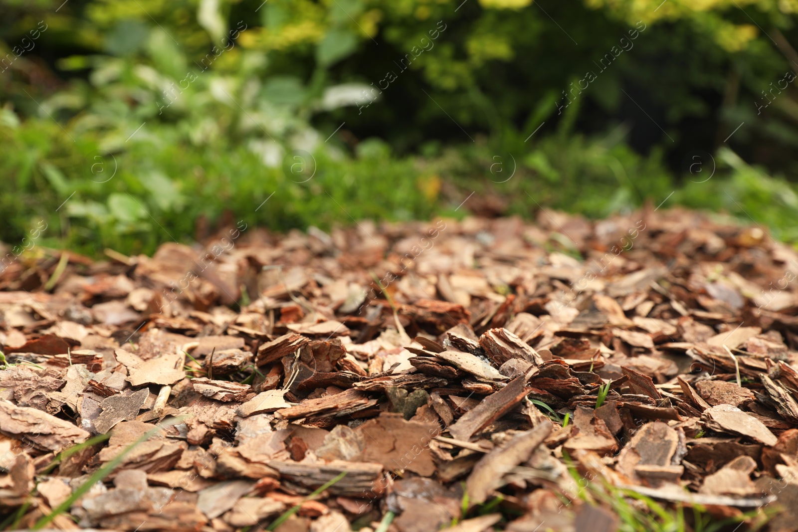 Photo of Soil mulched with bark chips in garden, closeup