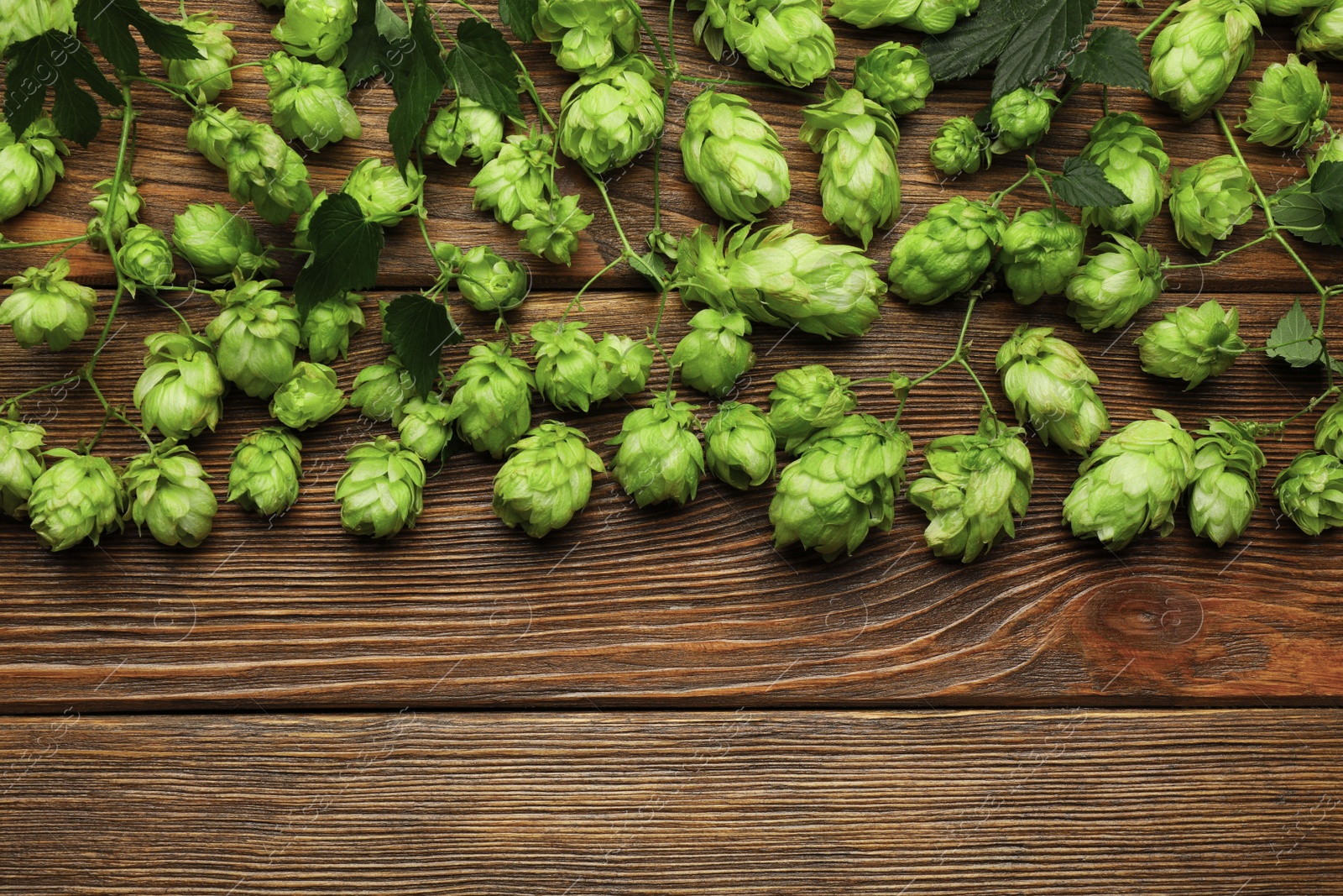 Photo of Branches of fresh green hops on wooden table, flat lay. Space for text
