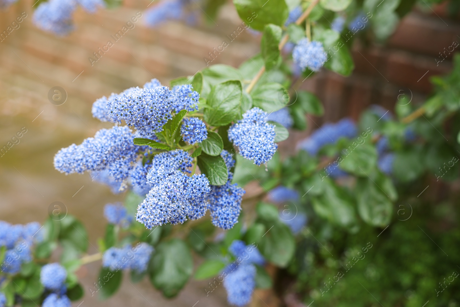 Photo of Beautiful blooming california lilac plant outdoors on sunny day, closeup