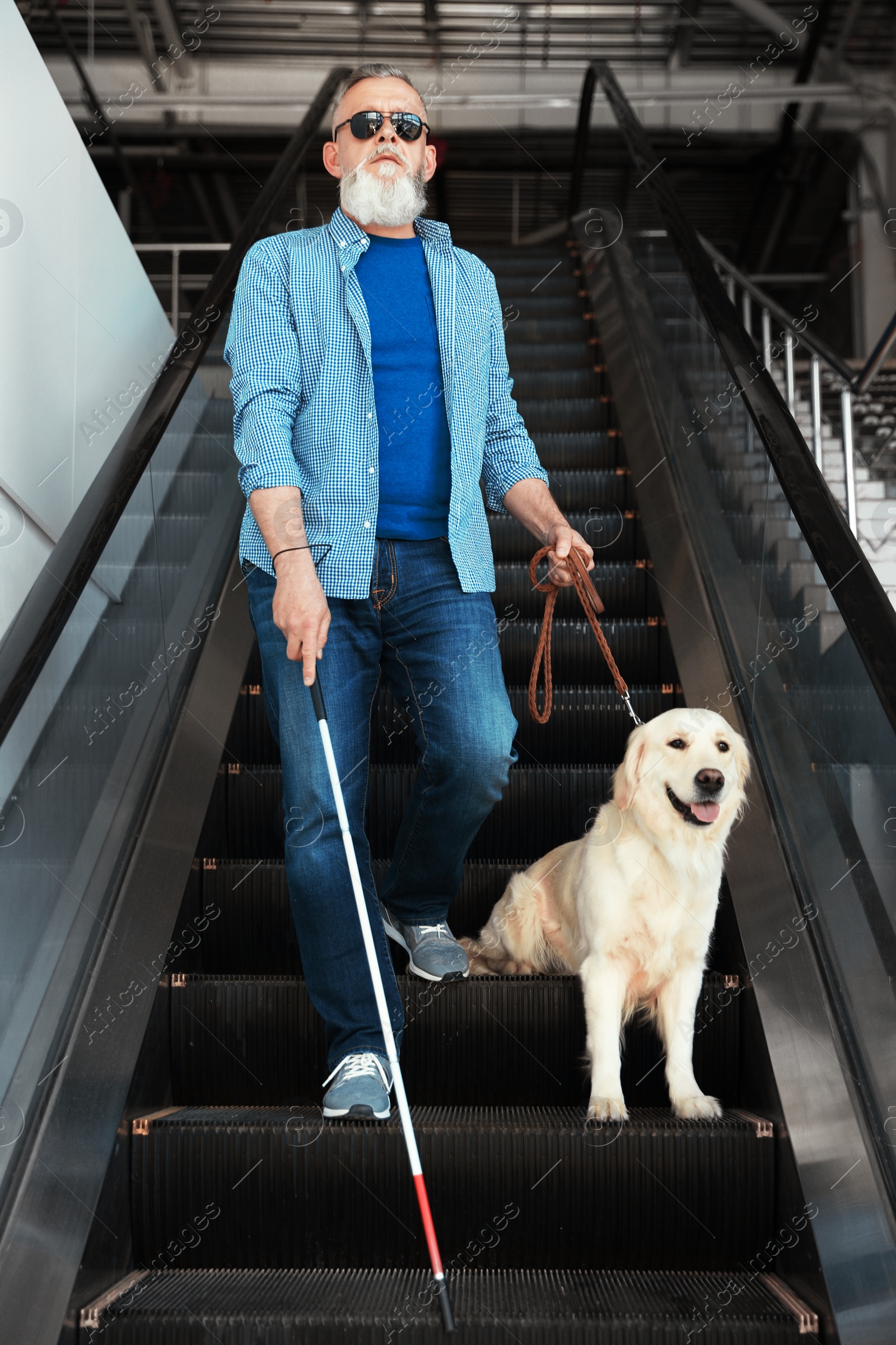 Photo of Blind person with long cane and guide dog on escalator indoors