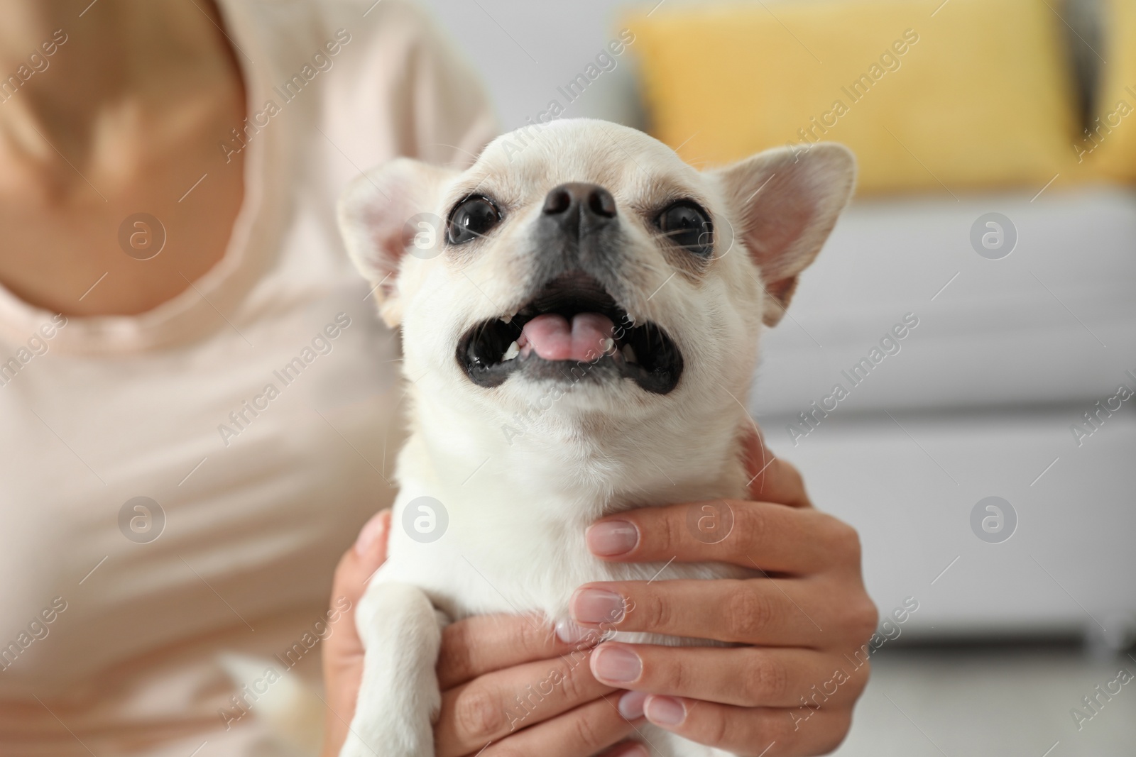 Photo of Young woman with adorable Toy Terrier indoors, closeup. Domestic dog