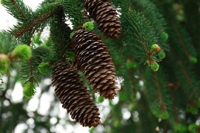 Photo of Closeup view of coniferous tree with cones outdoors