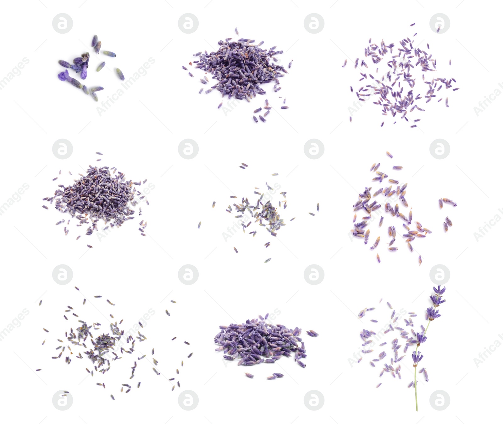 Image of Set with heaps of lavender flowers on white background