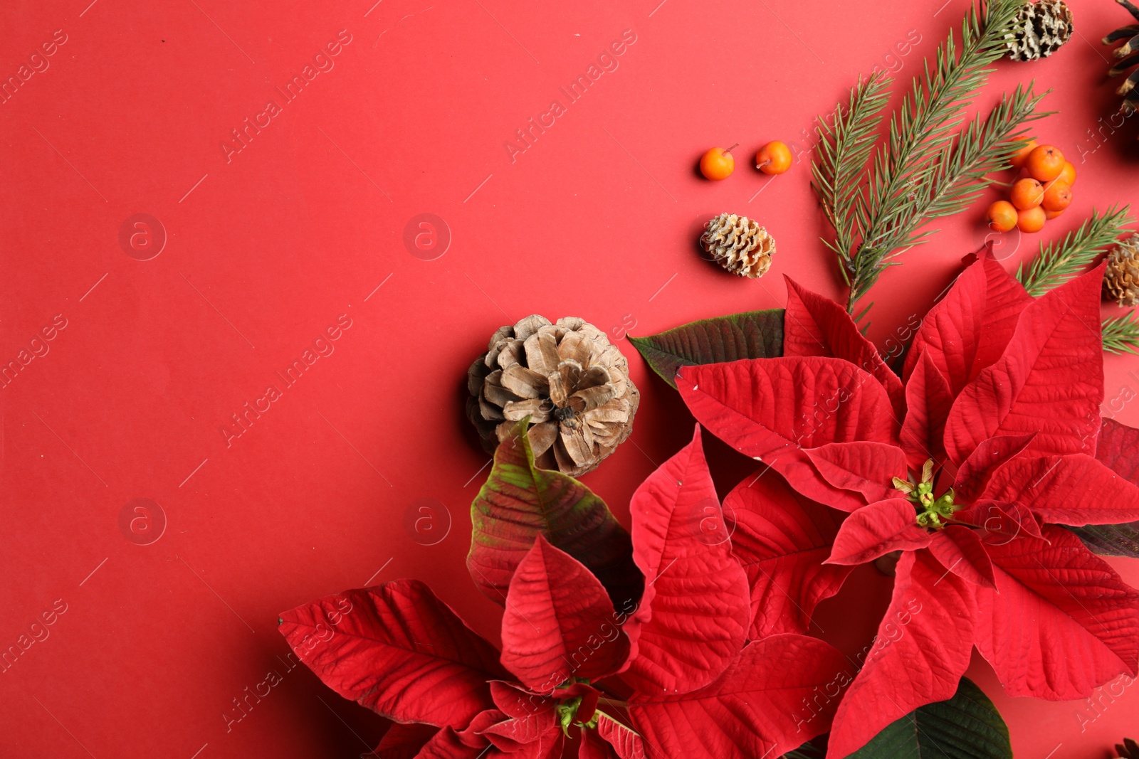 Photo of Flat lay composition with poinsettias (traditional Christmas flowers) and decor on red background. Space for text