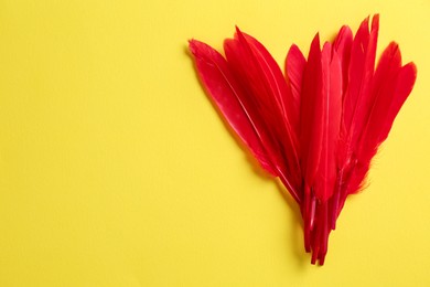 Red beautiful feathers on yellow background, flat lay. Space for text