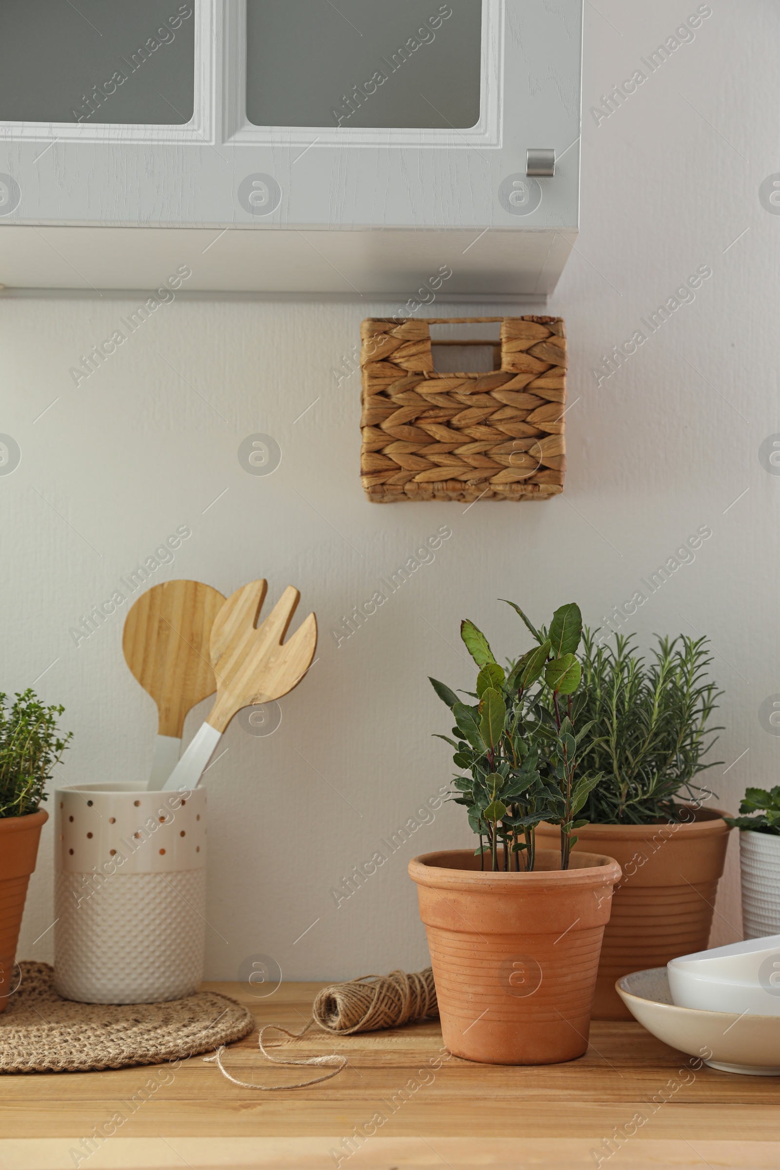 Photo of Different aromatic potted herbs on wooden table indoors