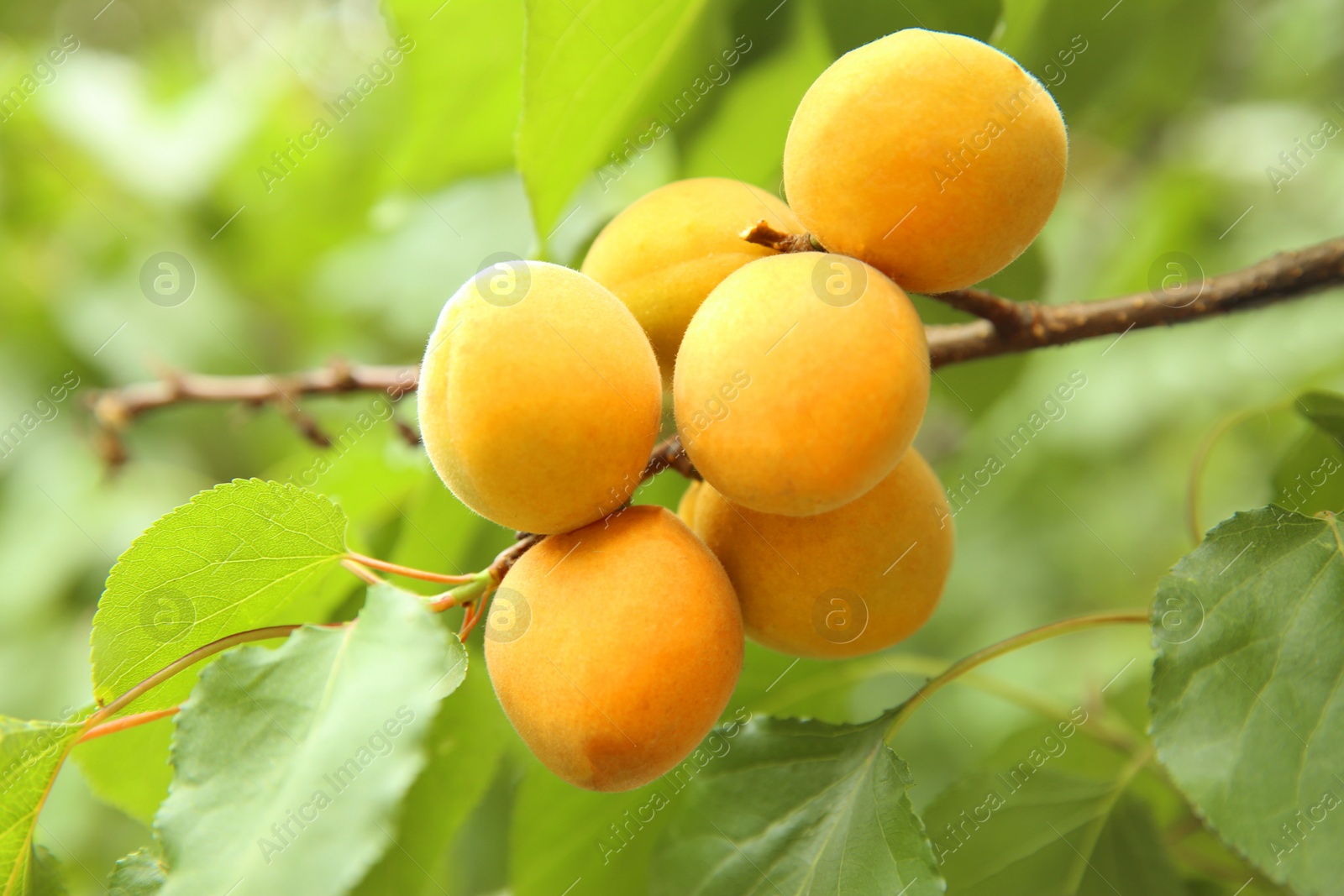 Photo of Delicious ripe apricots on tree outdoors, closeup