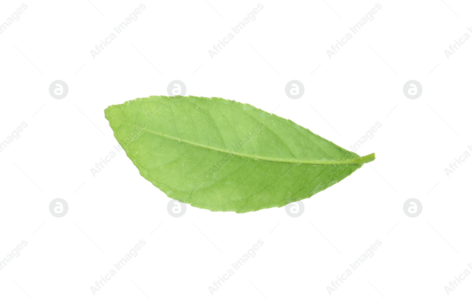 Photo of Fresh green citrus leaf on white background