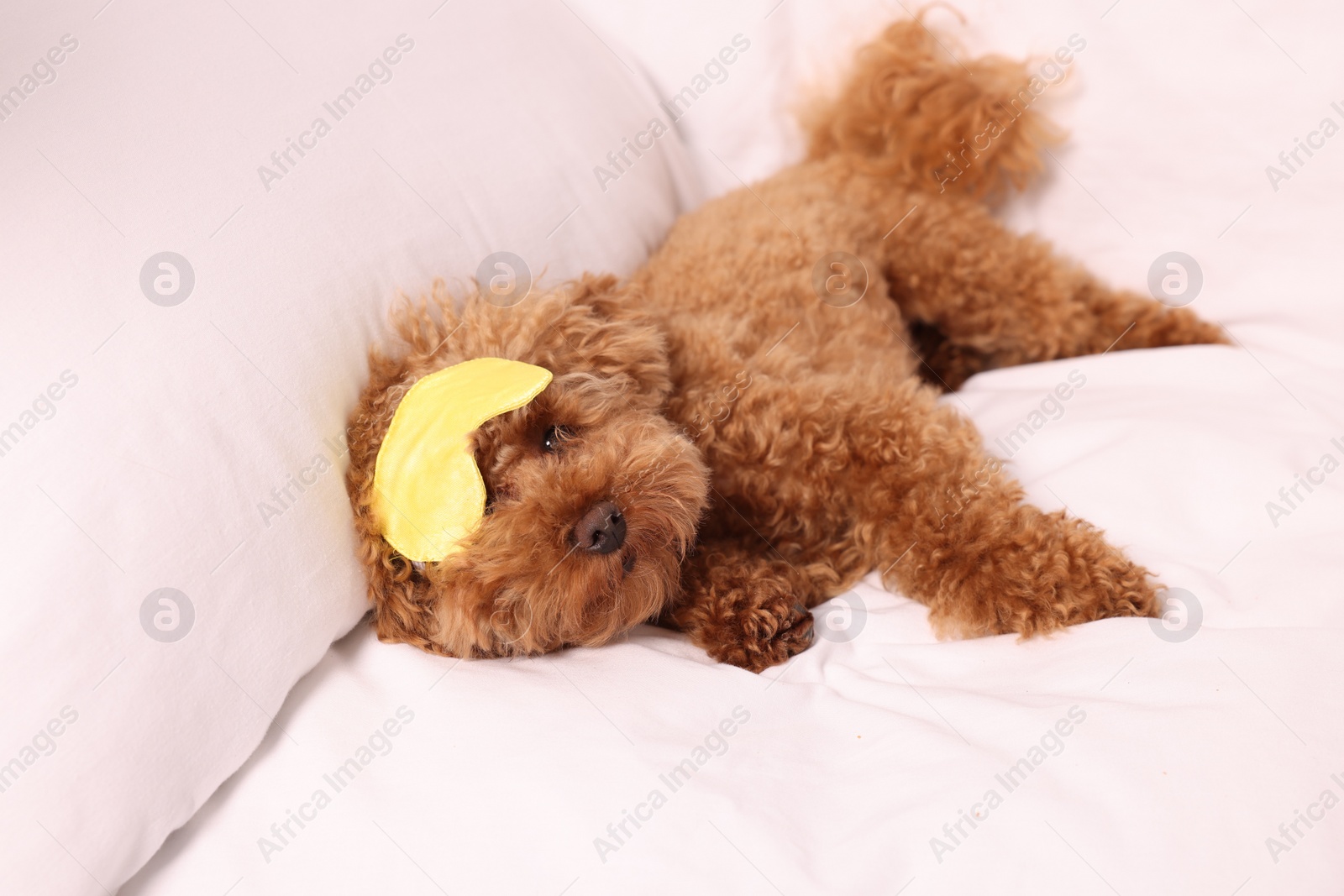 Photo of Cute Maltipoo dog with sleep mask resting on soft bed