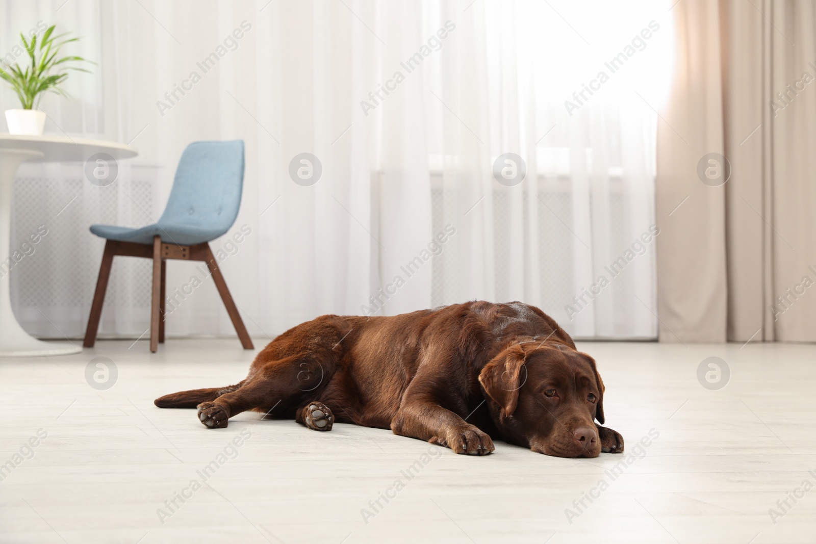 Photo of Cute friendly dog lying on floor in room