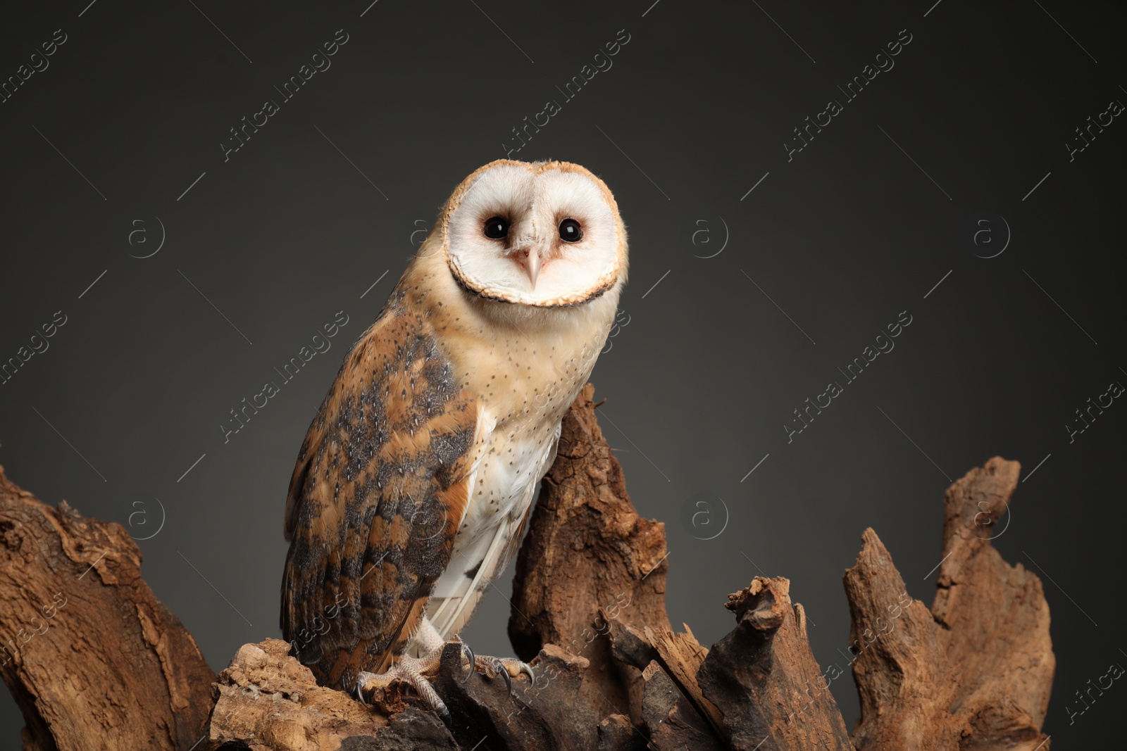 Photo of Beautiful common barn owl on tree against grey grey background