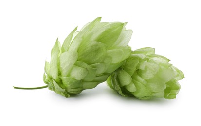 Fresh ripe green hops on white background