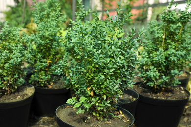 Photo of Potted trees in greenhouse, closeup. Planting and gardening