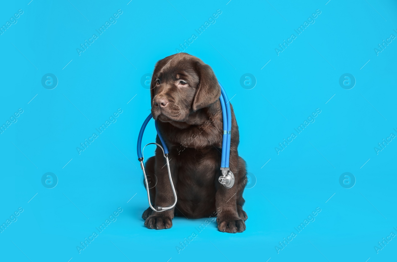 Photo of Cute Labrador dog with stethoscope as veterinarian on light blue background