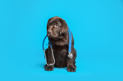 Photo of Cute Labrador dog with stethoscope as veterinarian on light blue background