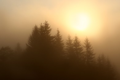 Photo of Picturesque view of foggy forest at sunrise. Beautiful landscape