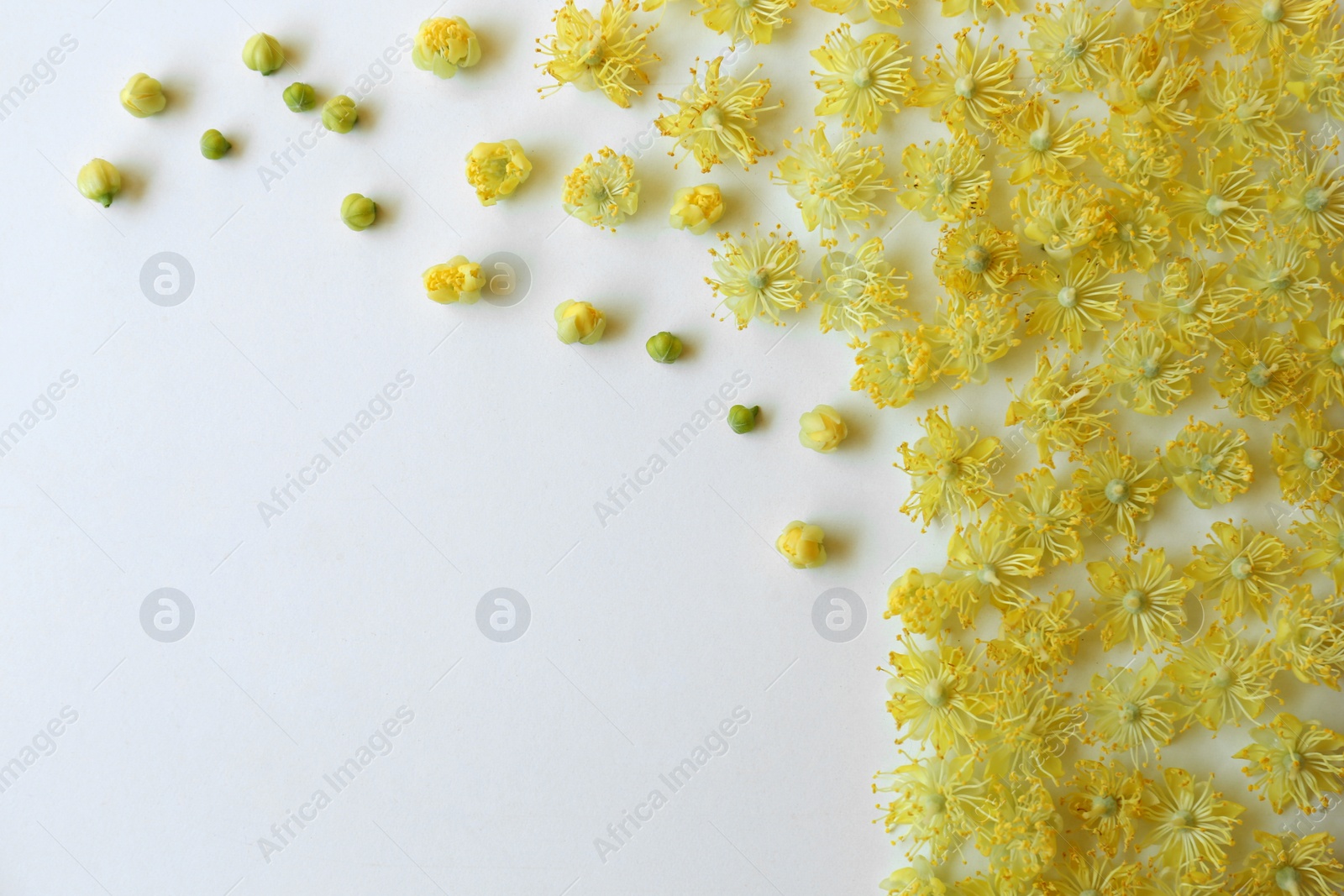 Photo of Beautiful linden blossoms on white background, flat lay. Space for text