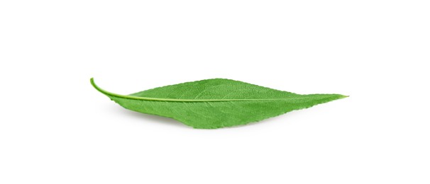 Photo of One fresh green leaf isolated on white