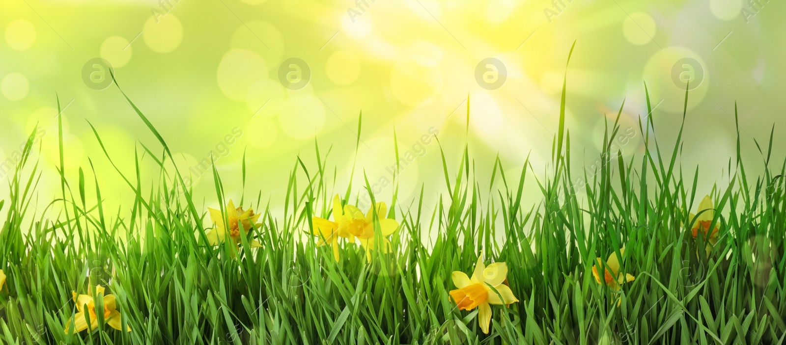 Image of Fresh green grass and bright daffodils flowers. Spring season