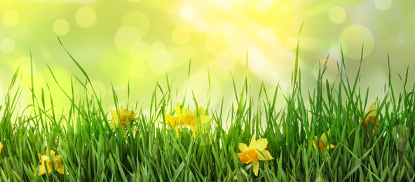 Image of Fresh green grass and bright daffodils flowers. Spring season