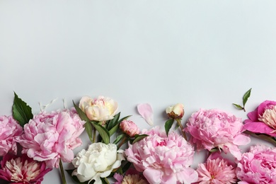 Photo of Beautiful peonies on light grey background, flat lay. Space for text
