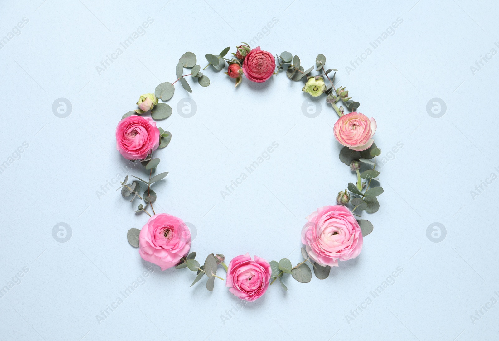 Photo of Frame of beautiful ranunculus flowers on light blue background, flat lay. Space for text