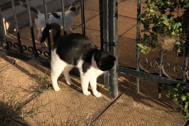 Photo of Cute cats near iron fence outdoors. Stray animals