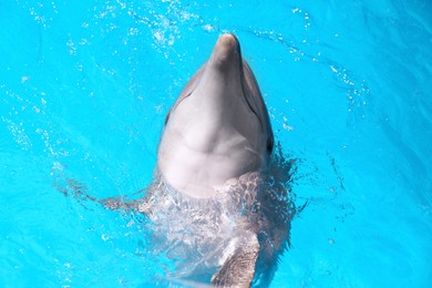 Photo of Dolphin swimming in pool at marine mammal park