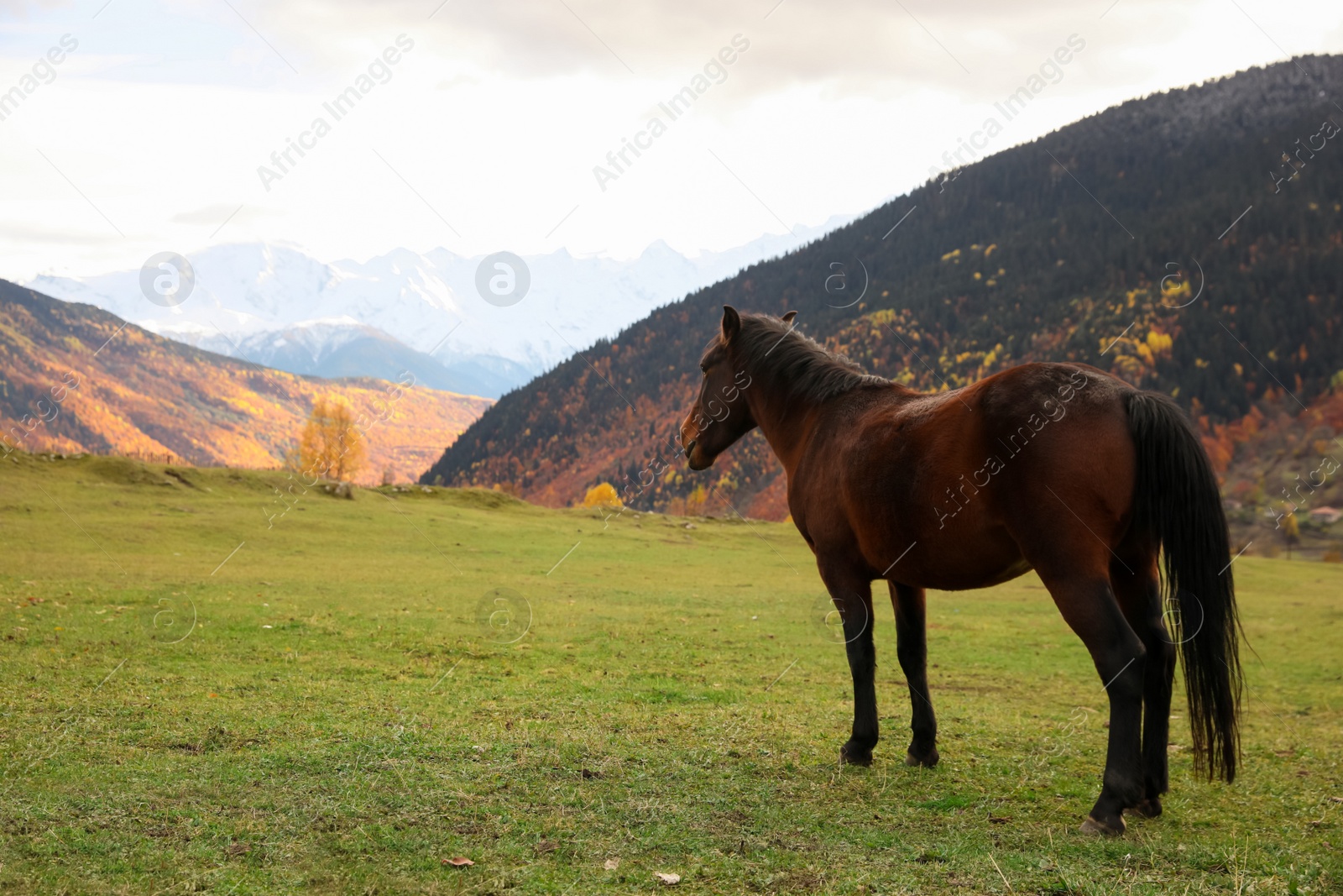 Photo of Brown horse in mountains on sunny day. Beautiful pet