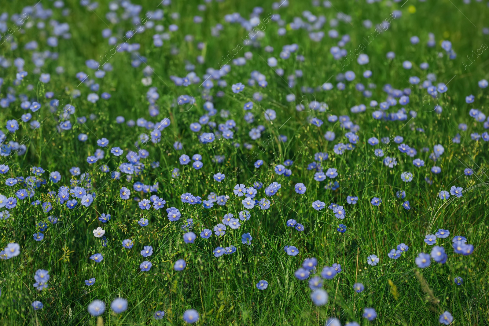 Photo of Picturesque view of beautiful blooming flax field