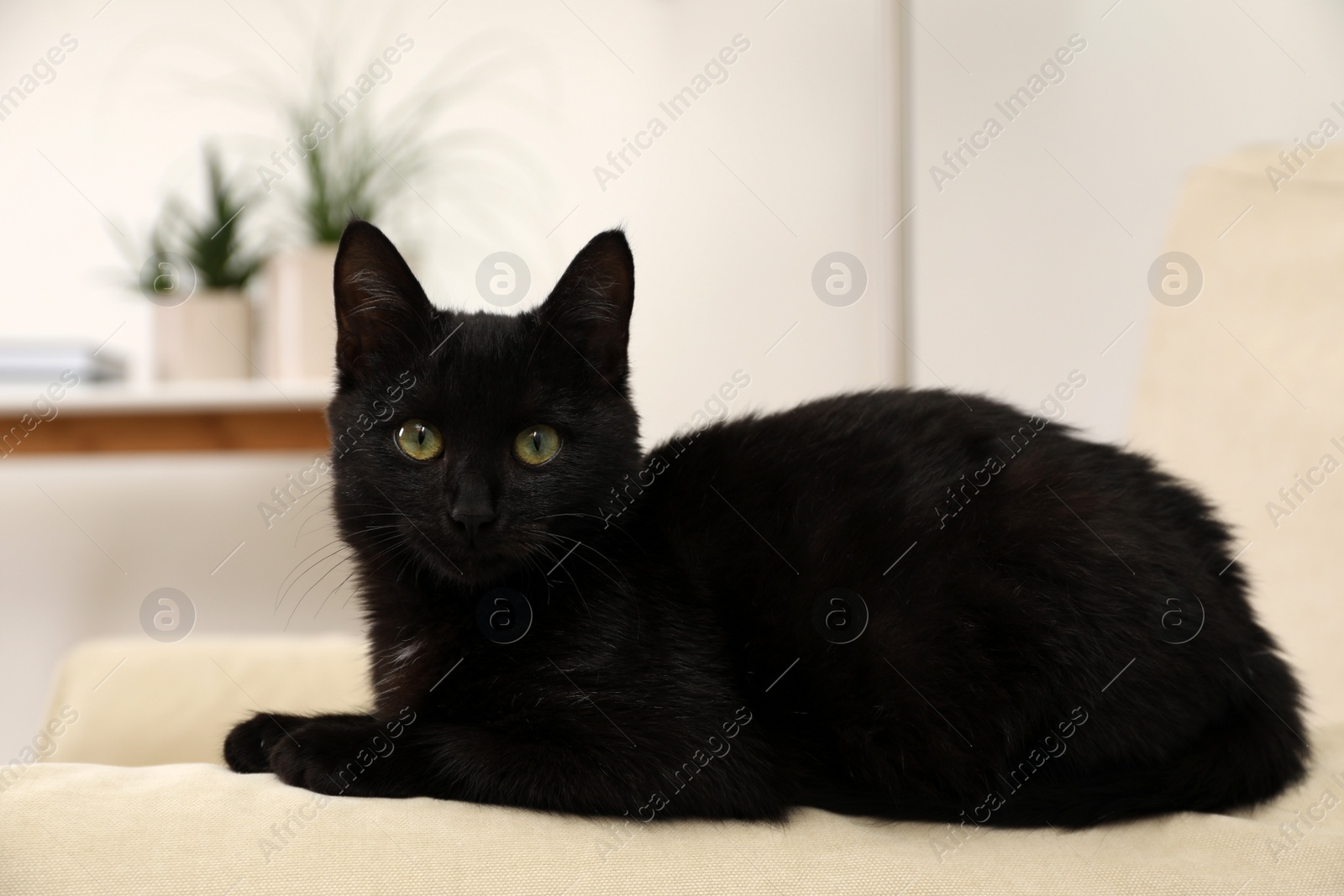 Photo of Adorable black cat with beautiful eyes on sofa armrest at home