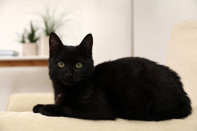 Photo of Adorable black cat with beautiful eyes on sofa armrest at home