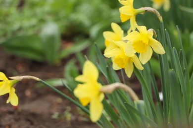 Photo of Beautiful blooming daffodils outdoors on spring day, closeup. Space for text