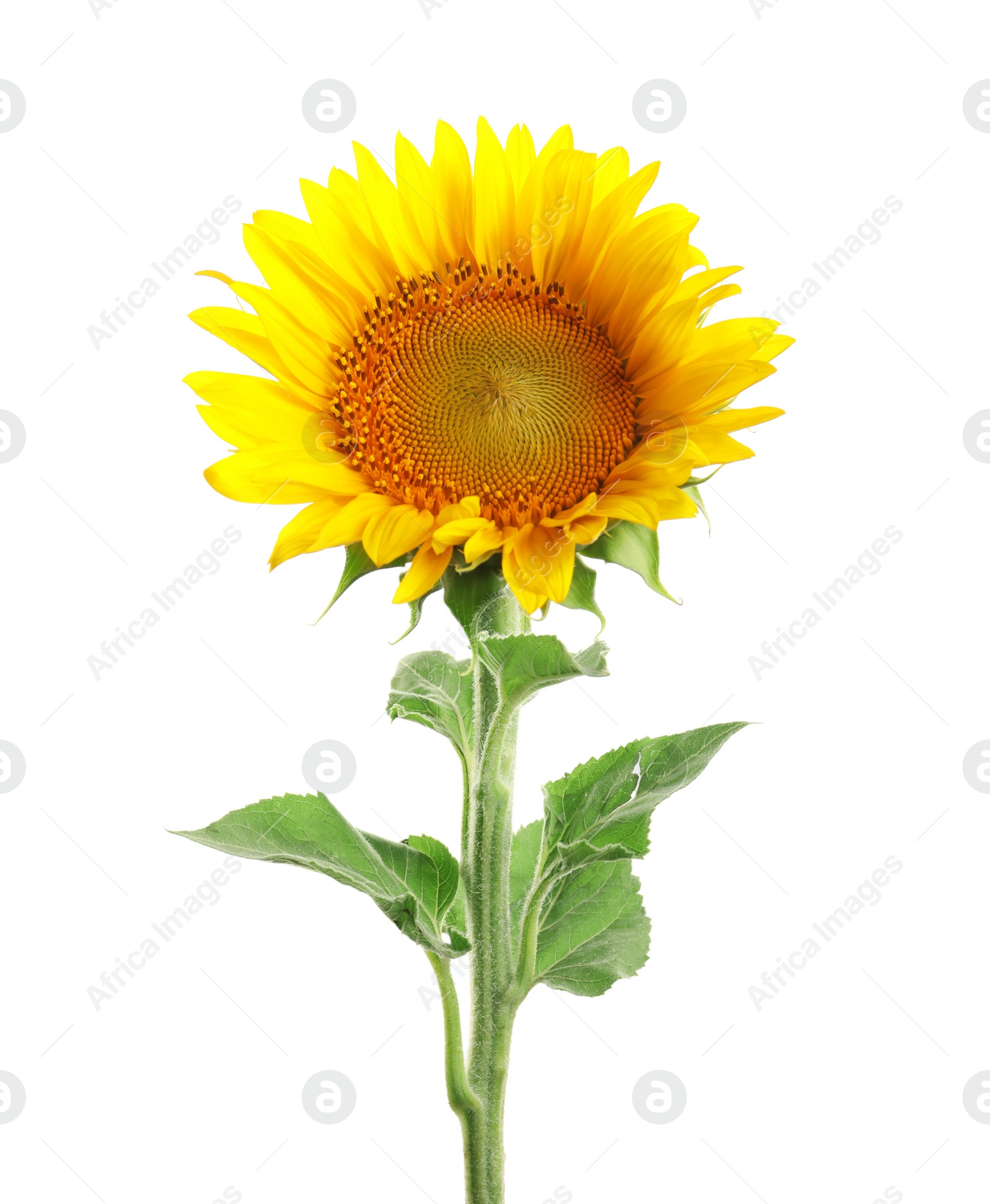 Photo of Beautiful bright yellow sunflower on white background