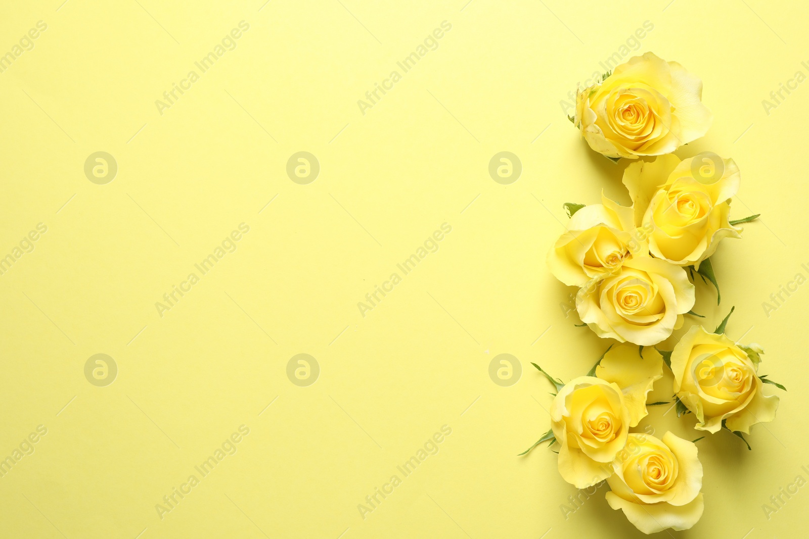 Photo of Beautiful roses on yellow background, flat lay. Space for text