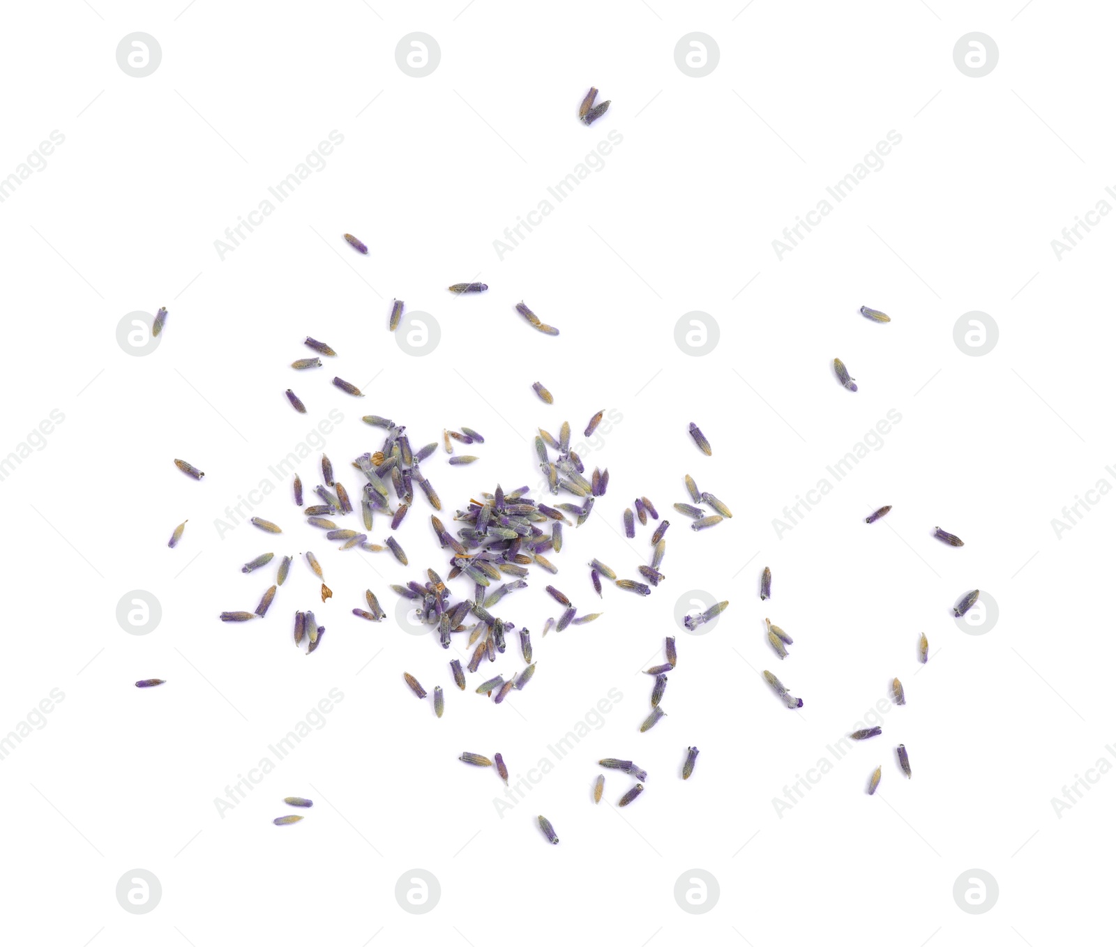 Photo of Beautiful purple lavender flowers on white background, top view