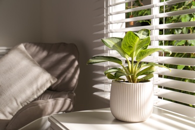 Photo of Exotic houseplant with beautiful leaves near window indoors
