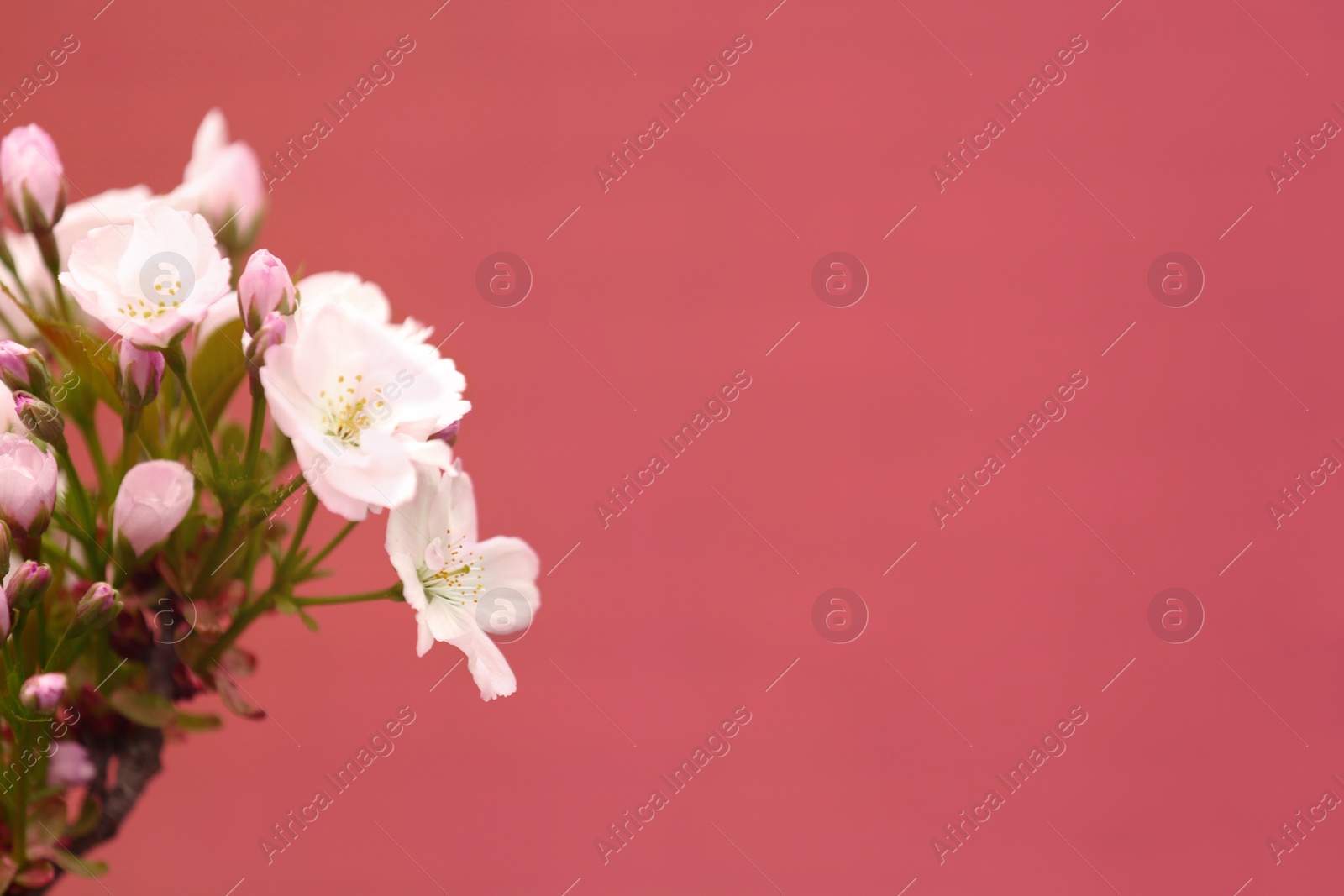 Photo of Closeup view of tree branch with tender flowers on color background, space for text. Amazing spring blossom